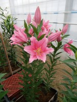 [5341 Monferrato VH No02.JPG]